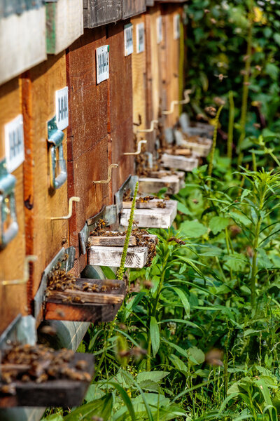 Hives in an apiary with bees flying to the landing boards in a g