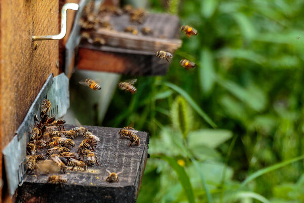 Hives in an apiary with bees flying to the landing boards in a g