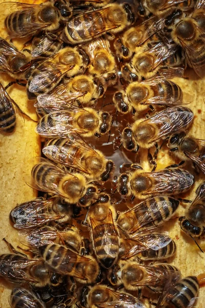 Gros plan d'un corps de ruche ouvert montrant les cadres peuplés par h — Photo