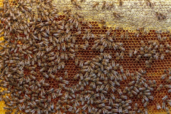 Gros plan d'un cadre sain d'abeilles mellifères recouvert d'abeilles et de capsules — Photo