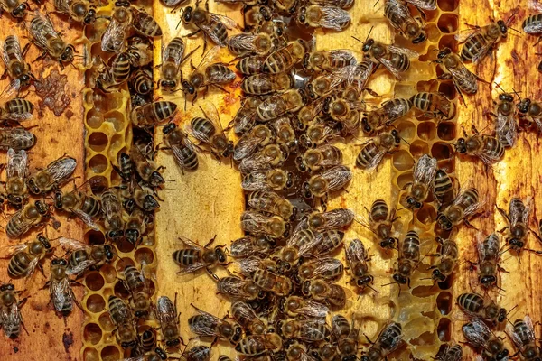 Close-up de um corpo de colmeia aberta mostrando os quadros povoados por h — Fotografia de Stock