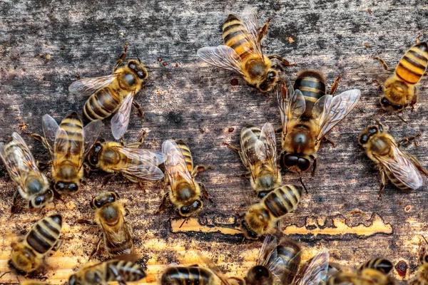 Honigbienen-Drohne versucht, auf einem Landebrett in den Bienenstock einzudringen — Stockfoto