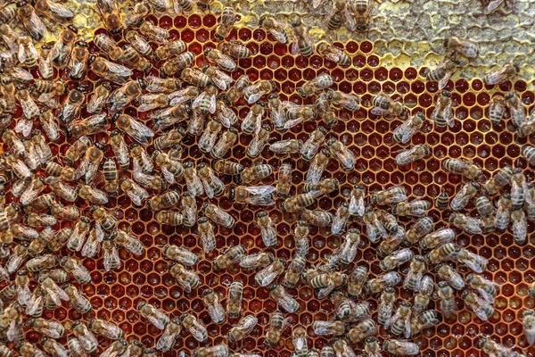 Крупный план здоровой пчелиной рамы, покрытой пчелами и кепкой — стоковое фото