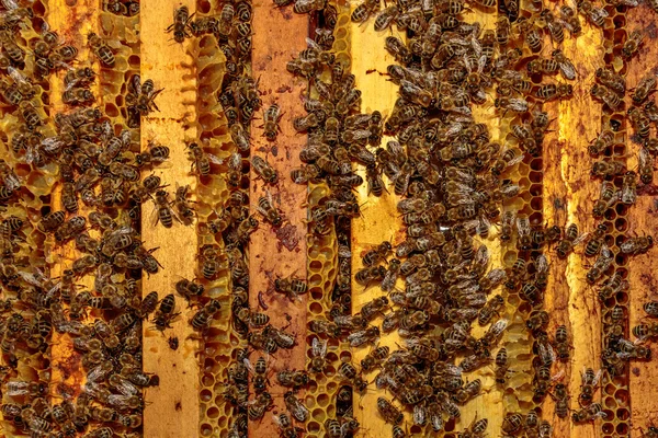 Gros plan d'un corps de ruche ouvert montrant les cadres peuplés par h — Photo