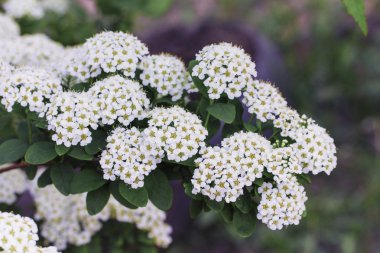 Çiçek açan ağaç