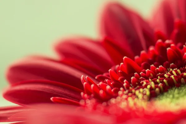 Flor de gerbera — Fotografia de Stock