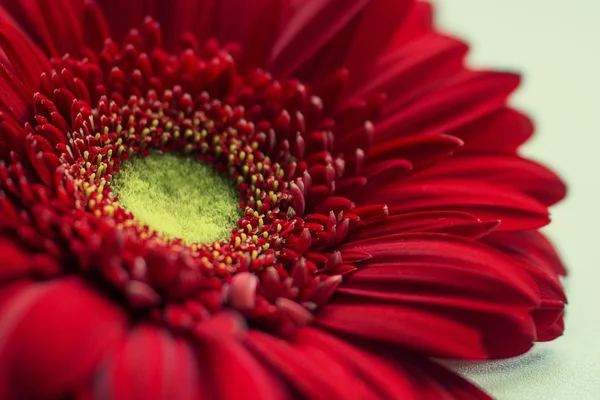 Gerbera flower — Stock Photo, Image