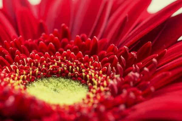 Gerbera bloem — Stockfoto