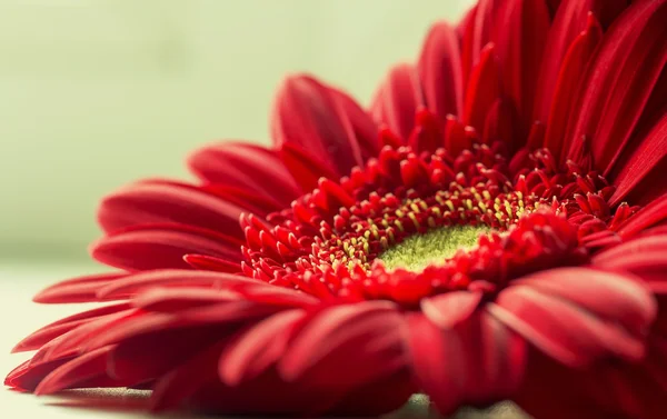 Flor de gerbera — Fotografia de Stock