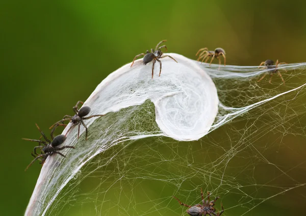 örümcek ve web