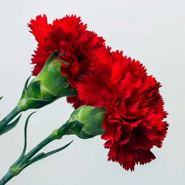 红色康乃馨鲜花 — 图库照片