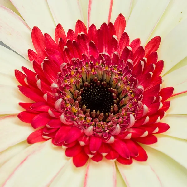 Gerbera flower — Stock Photo, Image