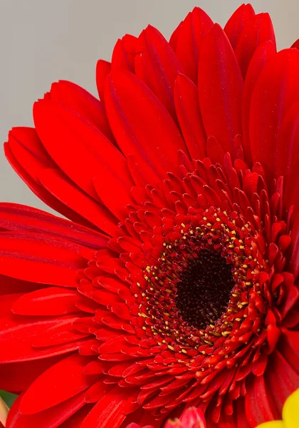 Gerbera bloem — Stockfoto