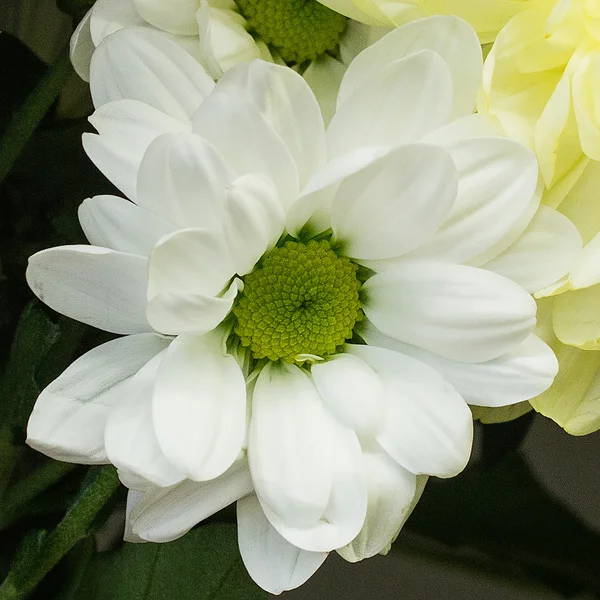 White chrysanthemum flower — Stock Photo, Image