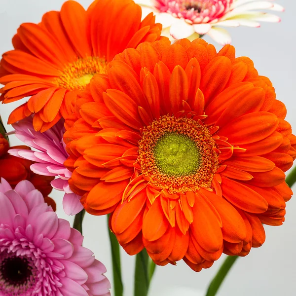 Gerbera kwiat — Zdjęcie stockowe