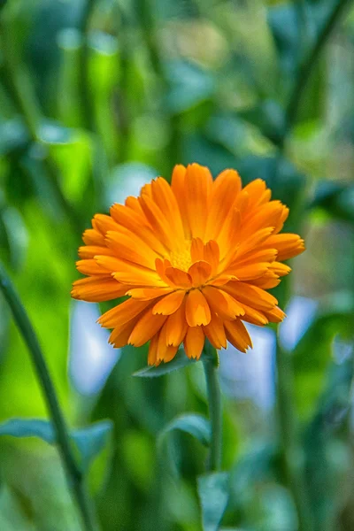 Orange krysantemum blomma — Stockfoto