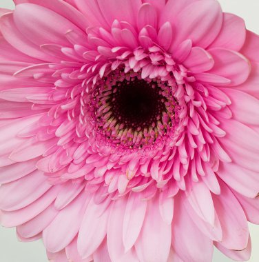 pembe gerbera çiçek