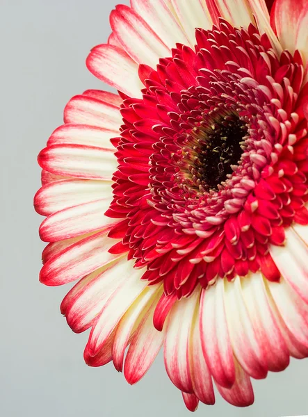 Gerbera kwiat — Zdjęcie stockowe