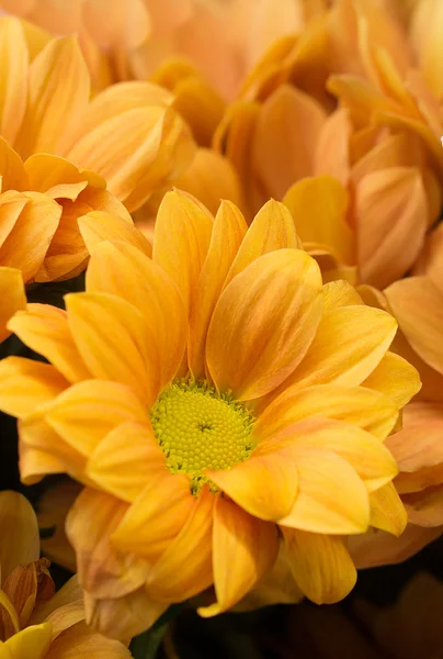 Bouquet of chrysanthemum flowers — Stock Photo, Image