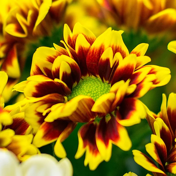 Bukiet chryzantemy kwiaty — Zdjęcie stockowe