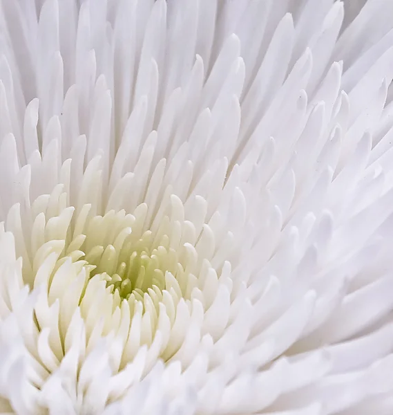 Witte chrysant — Stockfoto