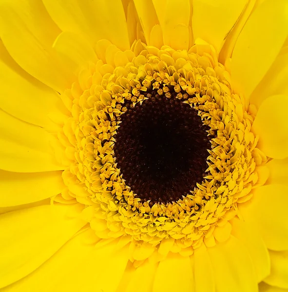 黄色い gerbera の花 — ストック写真