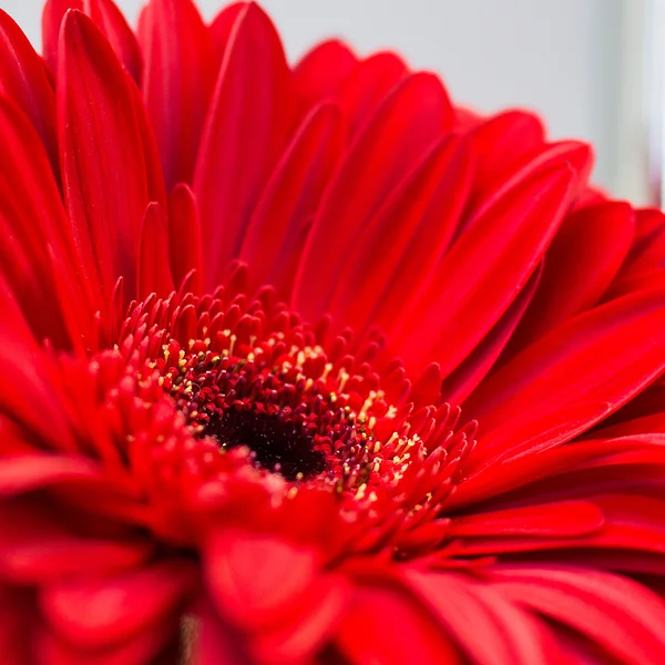 Rode gerbera bloem — Stockfoto