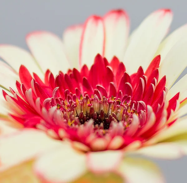 Gerbera flower — Stock Photo, Image