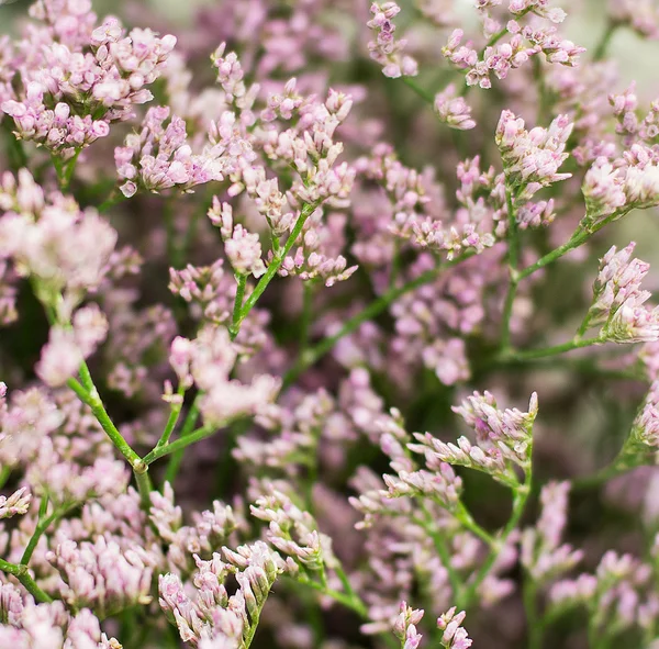 Pink small flowers — Stock Photo, Image