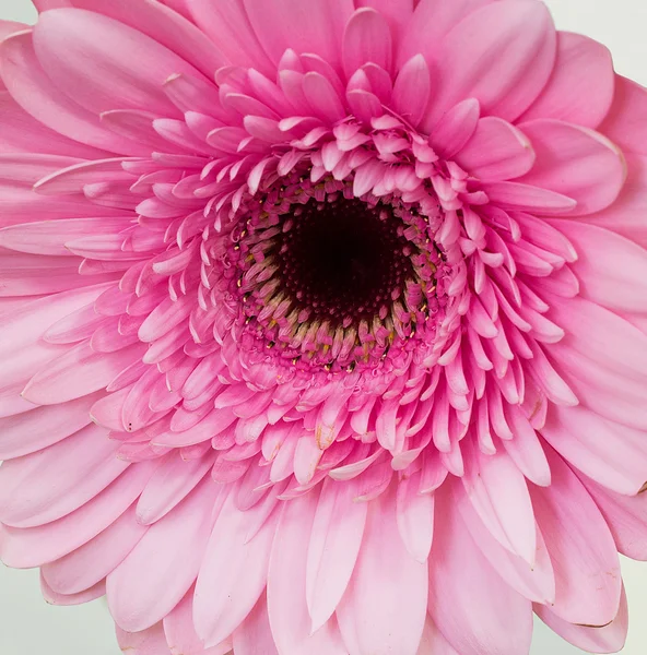 Bunga merah muda gerbera — Stok Foto