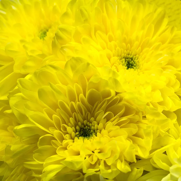Gele chrysant bloemen — Stockfoto