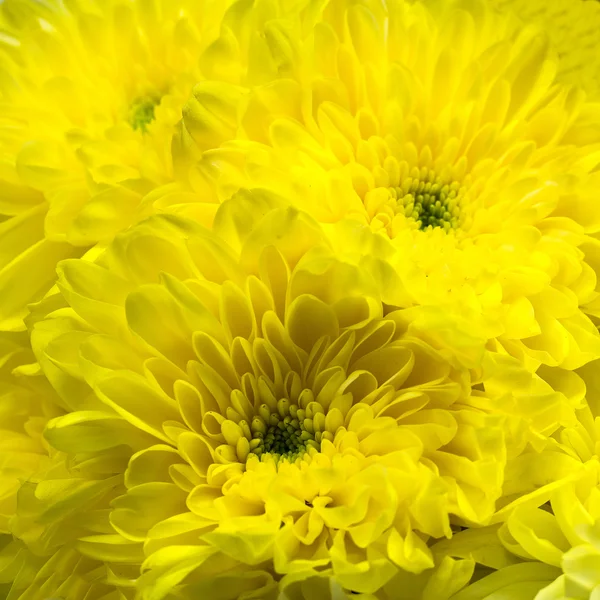 Flores de crisântemo amarelo — Fotografia de Stock