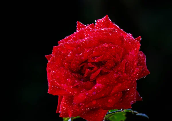 Kwiat Róży Kroplami Deszczu Zielonym Tle — Zdjęcie stockowe