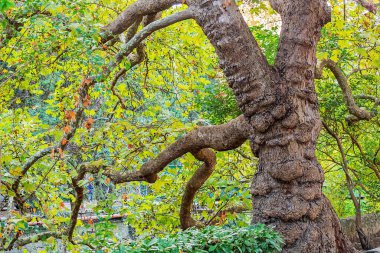 Altın sonbahar, her şey altın sonbahar için hazırlanıyor, harika zaman, parlak ağaçların parlak renkleri sarıdan pembeye, yapraklar yavaşça dönüyor, yere düşüyor. Beyaz, kabarık bulutlar gökyüzünde yavaşça süzülür..