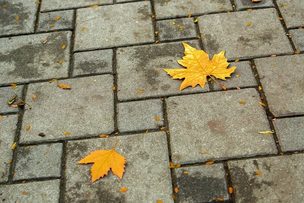 Automne Doré Tout Prépare Pour Automne Doré Grand Temps Couleurs — Photo