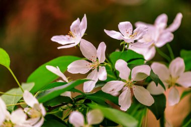 Elma ağacının narin bahar yaprakları sokakları pırıl pırıl süsledi. Biraz zaman geçecek ve parlak, lezzetli elma meyvelerine hayat verecekler.
