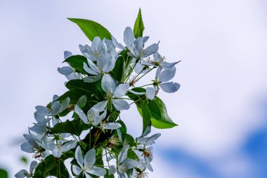 Elma ağacının narin bahar yaprakları sokakları pırıl pırıl süsledi. Biraz zaman geçecek ve parlak, lezzetli elma meyvelerine hayat verecekler.