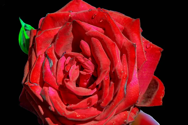 Bellissimo Fiore Rosa Brillante Con Una Tinta Velluto — Foto Stock