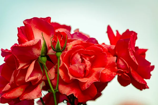 Piękny Jasny Kwiat Róży Aksamitnym Odcieniem — Zdjęcie stockowe