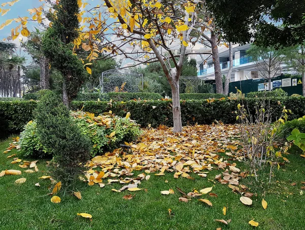 Otoño Decorado Los Árboles Con Flores Brillantes Las Hojas Caen — Foto de Stock