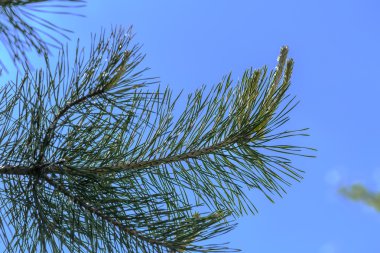 Еловая ветка с капельками дождя