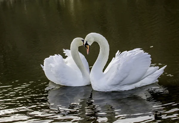 Witte zwanen — Stockfoto