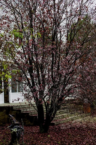 Parlak kırmızı ağaca düşen yaprakları ile