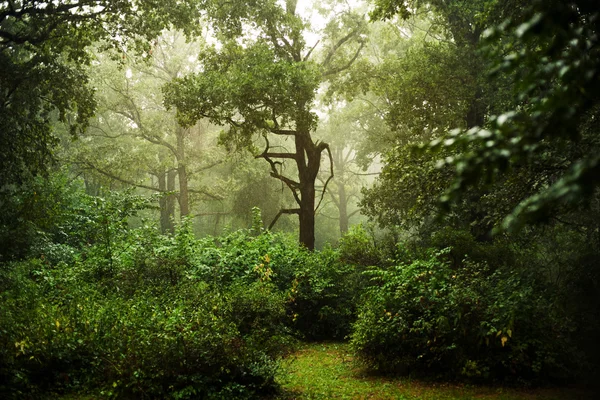 在森林下雨天 — 图库照片