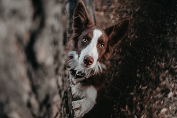 Ormandaki köpek. Kahverengi bir köpek ağacın arkasından dikizliyor..