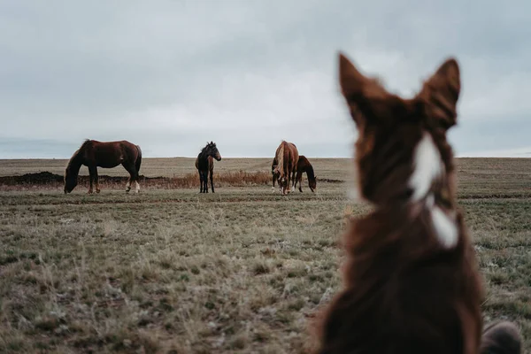 The dog looks at the horses. The herd of horses is grazing. The dog is watching the horses.