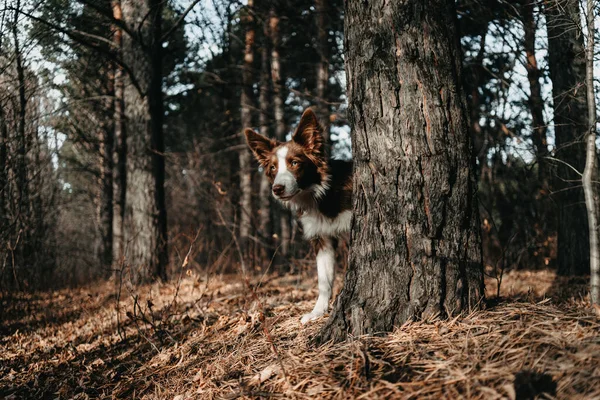 Hund Wald Ein Brauner Hund Lugt Hinter Einem Baum Hervor — Stockfoto