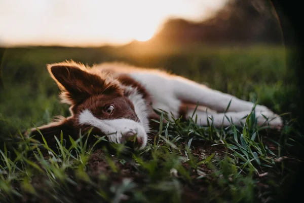 Köpek çimlerin üzerinde uzanıyor. Yakın plan.