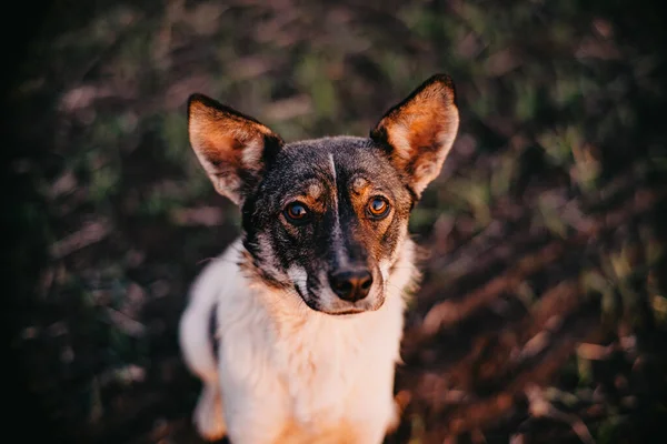 Köpek bizi izliyor. Yakın plan. Üzgün bir bakış..
