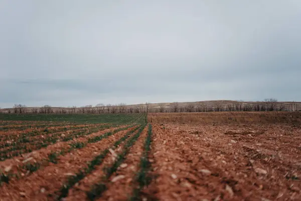 Alan iki parçaya bölünmüştür. Yeşil çimenler ve kil toprak. Zayıf bir bakış açısı. Bulutlu.